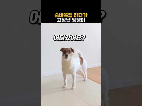 숨바꼭질 하다가 고장난 댕댕이