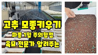 괴산 청결고추 육묘 시작 한국농약백화점 육묘장 칼탄에이스 세븐스타 코레곤 트리플엑스 순돌이와대근이 바른씨드 …