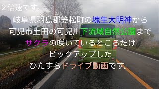 八幡町の魂生大明神横から可児川下流域公園までひたすらサクラドライブです。