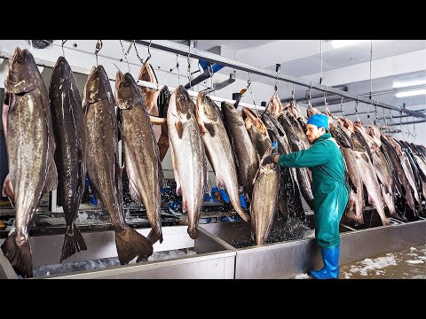 Cod shock: Millions of fish caught in mass quantities and processed in factories!