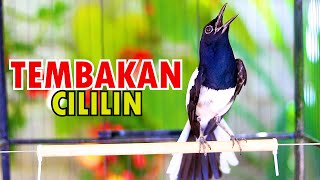 Download lagu KACER NEMBAK CILILIN, PUTARKAN SESAAT KACER ANDA LANGSUNG EMOSI BUKA EKOR mp3 Download lagu KACER NEMBAK CILILIN, PUTARKAN SESAAT KACER ANDA LANGSUNG EMOSI BUKA EKOR mp3