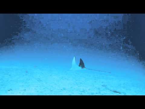 An Eagle Ray by ihurufunna