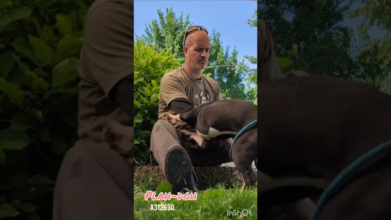 Enlarge Play-Doh, a ADOPTABLE Pit Bull Terrier in Chicago, IL video 5/5