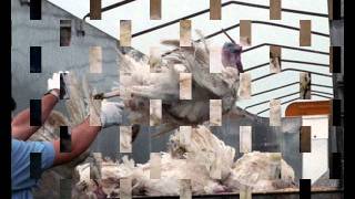 Stillste Stund - Kaefigseele