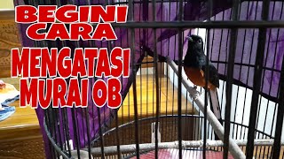 Download lagu THE EFFECTIVE AND SAFE WAY TO TREAT OVER-EXCESSIVE MURAI BATU BIRDS mp3