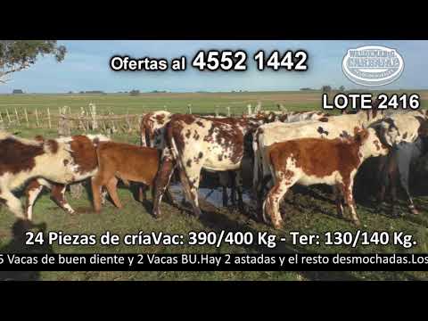 Lote 24 Piezas de cría Vac: 10 NO,  1 No c/  AA y 1 NO c/  RA - Ter: 10 NO,  1 NO c/  AA y 1 NO c/  RA 400kg -  en Sebastian Rodriguez. La Laguna - por camino La Tabla - a 35 km de Risso