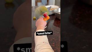 Download lagu He doesn’t like healthy food! 🥕 #talkingbird #talkingparrot #babygirl #cutepets #funnypets #healthy mp3