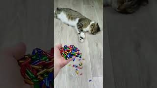 Funny Cat Barsik Beads 📿 Domino 🟥 Satisfying Reverse Video ASMR