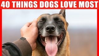 40 Things Dogs Love the Most, According to Science