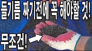 들기름 짜기 전에 들깨상태를 꼭 보세요! 깨끗한 들기름 짜는 방법!