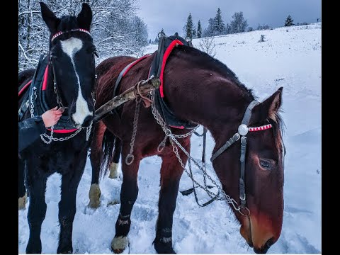 , title : 'Walking horses in the snow'