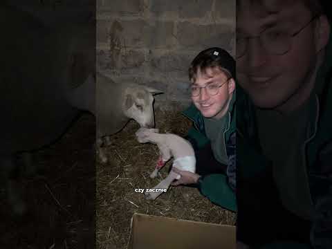 Minęły kolejne dwa dni walki o zdrowie małego baranka. Mam nadzieję, że niedługo  wydobrzeje :)