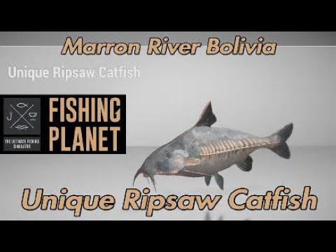 Unique Ripsaw Catfish - Marron River Bolivia - Fishing Planet