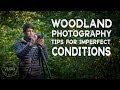 Woodland Photography TIPS for Imperfect Conditions