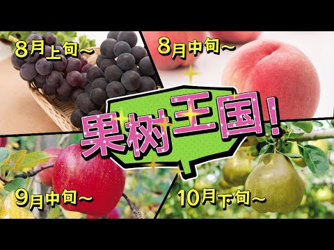 日本東根市宣傳影「 HIGASHINE COLLECTION~ひがコレ~」（中国語）