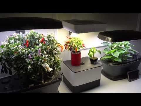 10 Reason You Must Grow Peppers Indoors