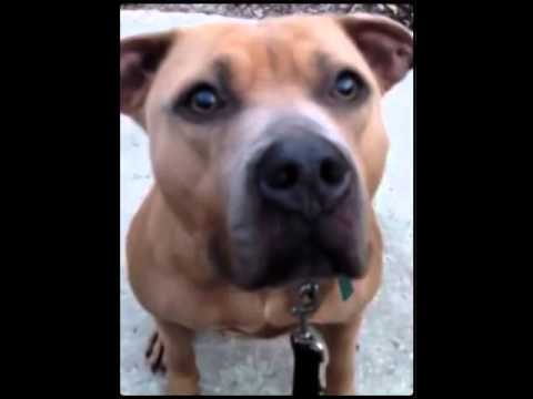 Lilly, with video, an adopted American Staffordshire Terrier in Fall River, MA_image-1