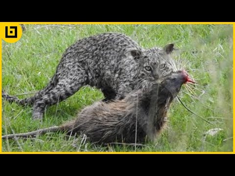 Top 45 Wild Moments Caught On Camera When Bobcats Show How Brutal They Can Be