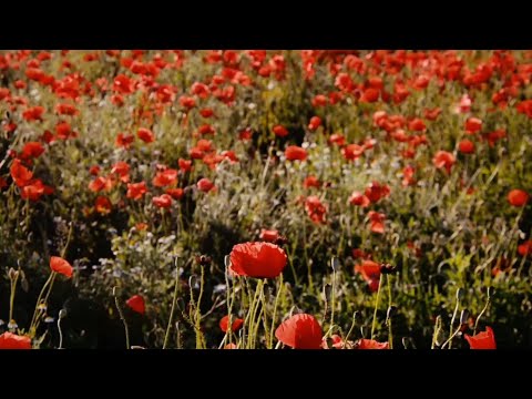 Beautiful and energetic music for the soul, for lessons, dancing,sports,