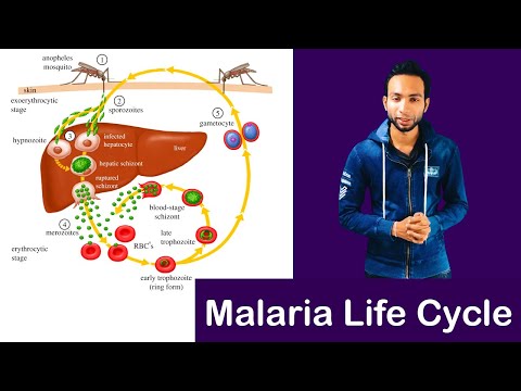 malária plazmodium szaporodása