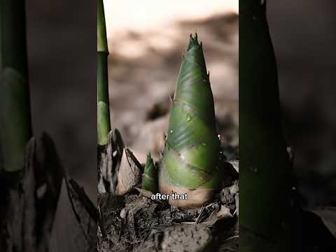 How Long Does it Take a Chinese Bamboo to Grow?