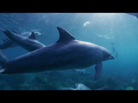 【御蔵島】東京宝島への旅 "TOKYO TREASURE ISLANDS"