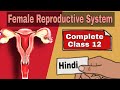 Female Reproductive System | Class 12 | Fallopian Tube | External Genitalia | Uterus | Ovary
