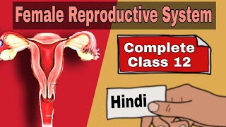 Female Reproductive System | Class 12 | Fallopian Tube | External Genitalia | Uterus | Ovary