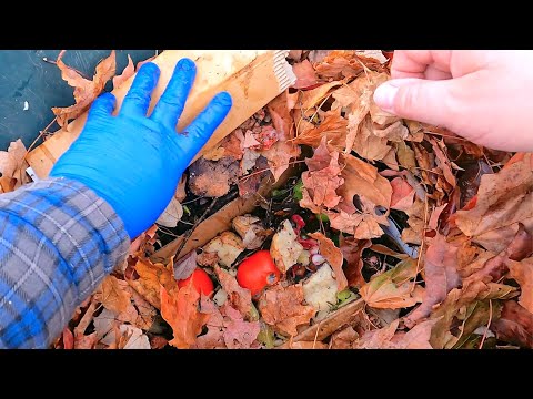 Check on composting barrel (aka "the big, unofficial outdoor worm bin") - vermicompost