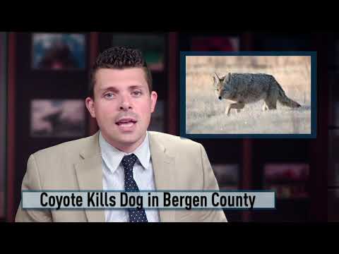 Coyote Kills Dog In Bergen