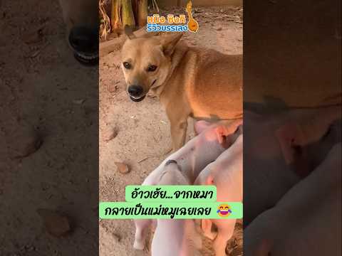 อ้าวเฮ้ย…จากหมากลายเป็นแม่หมูเฉยเลย 😂ลูกหมูตามติดยิ่งกว่าเงา เจอมุมตันปุ๊บ จบเลย!