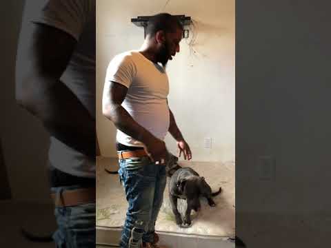 download lagu mp3 mp4 Blue Pitbull Kennels, download lagu Blue Pitbull Kennels gratis, unduh video klip Blue Pitbull Kennels