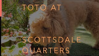 Toto the Toy Goldendoodle spends an afternoon at Scottsdale Quarters