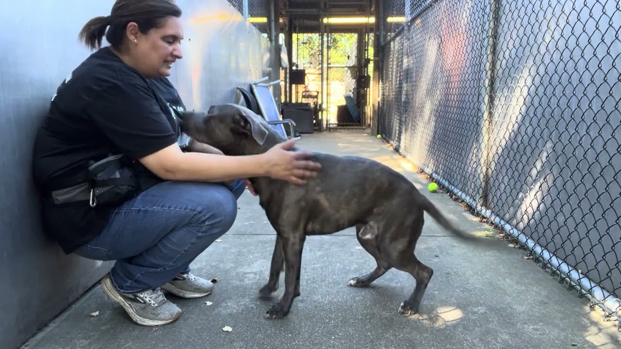 Jude video preview