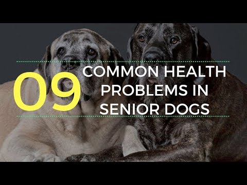 9 Common Health Problems in Senior Dogs