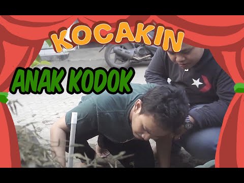 anak-kodok