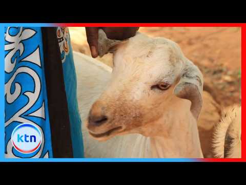 Kitui county pivots to livestock and apiculture to boost food security amid failing crops