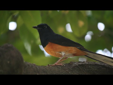 A burb squeaking like a guinea pig??