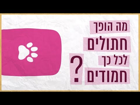 כאן סקרנים | מה הופך חתולים לכל כך חמודים?