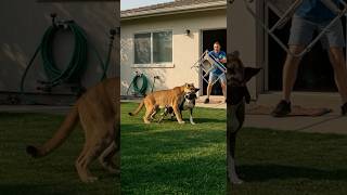 Epic Showdown: Homeowner Fights Puma to Save Pet