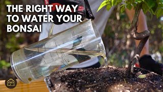 Bonsai 101 - Chapter 16: Why Your Bonsai Is Dying (Even When You Water It)