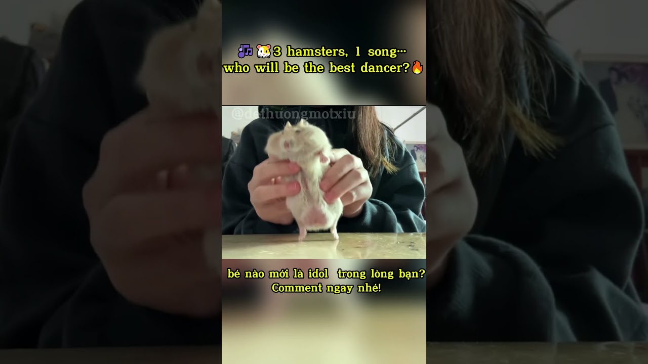 3 bé hamster nhảy battle 🔥 Ai đỉnh nhất? Bạn chọn đi! #hamster #pets #cute #dance