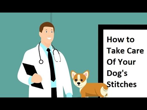 How to Take Care of Your Dog's Stitches After Surgery