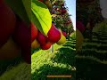 Don’t Plant Pear Trees Until You Watch THIS! #fruit #farming #pears