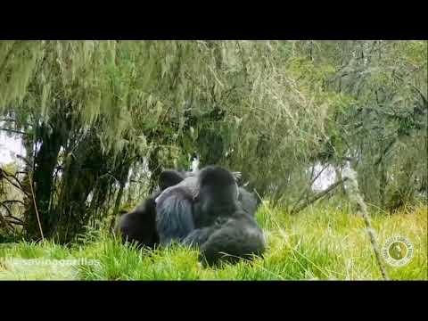 Süßer Moment: Junger Gorilla zeigt verspielte Bewegungen auf dem Rücken des Silberrückens.
