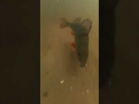 Perch release with Insta360 X3 #angeln #fishing #barschangeln #perch #fishcandy #barsch #insta360x3