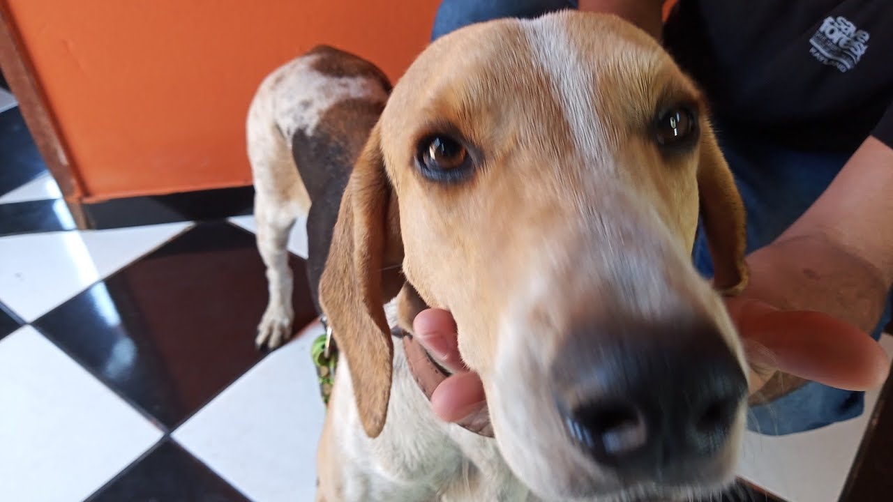 Como tratar ferimentos nos olhos do cachorro