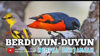 Download lagu Suara Burung Mantenan Gunung Gacor Pikat MP3 mp3
