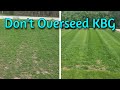 Quick Tip: Don't Overseed Your Kentucky Bluegrass