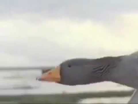 El Vuelo de los Gansos